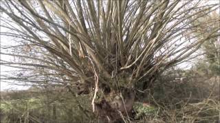 Pollarded willow tree before and after [upl. by Gerfen579]