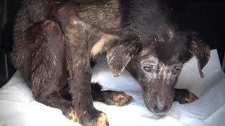 Rescue of Starving Terrified Dog Who Never Wagged Her Tail [upl. by Dickie846]