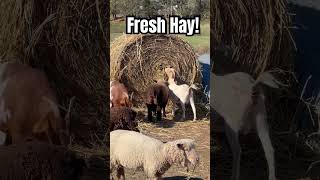 Having A “Hay” Day GrownsFamilyFarm [upl. by Mosby]