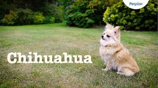 Chihuahua Dogs and Puppies Lifespan Temperament amp Facts  Petplan [upl. by Lawford214]