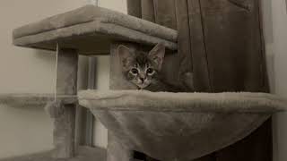 Cute kitten wakes up atop cat tree [upl. by Fullerton920]