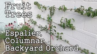 Urban Gardening Fruit Trees Espaliers Columnars amp Backyard Orchard [upl. by Woolley311]