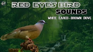 White Earedbrown Dove call for cages sounds [upl. by Anirtak]