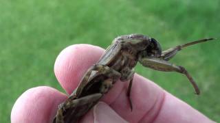 Giant Water Bug Belostomatidae Lethocerus Closeup [upl. by Frasco]