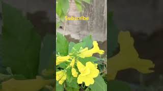 Tecoma flower beauty dj love song lovesong ekbarchehrahatadesharabi [upl. by Sal411]