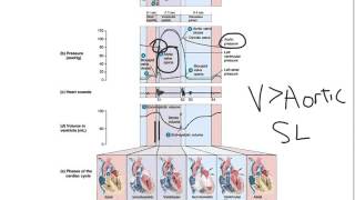 Wiggers Diagram [upl. by Geanine]