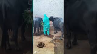 Desi ha jii 🦾🦾viral shortvideoviral haryanvi desi animals animalslover viraltrendyoutube [upl. by Ettevy734]