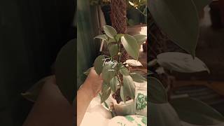 Philodendron Silver Sword cutting reels gardening trending viralvideo plants philodendron [upl. by Nuris664]