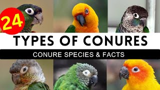 Types Of Conures  Conure Mutations amp Colours  Conure Parrot Top Varieties [upl. by Cyprian238]