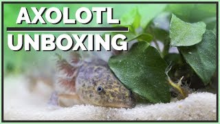 Meet my new Axolotl  Unboxing amp Setup [upl. by Gore]