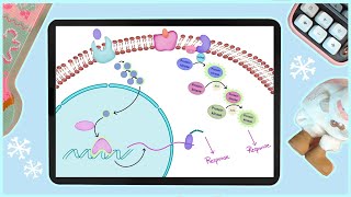 Nuclear and Cytoplasmic Response  Cell Signaling [upl. by Harriott465]