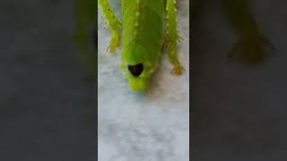 The Process of Removing Waste of Immature Green Grasshopper [upl. by Blanch]