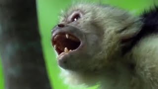 Fighting Monkeys  Clever Monkeys  BBC Earth [upl. by Socram]