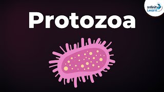 Introduction to Protozoa  Microorganisms  Biology  Dont Memorise [upl. by Allicserp54]