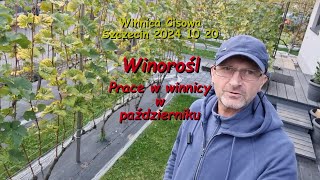 WINOROŚL  Prace w winnicy w październiku  Winnica Cisowa 2024 10 20 [upl. by Sucramad]