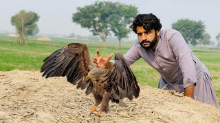 Big Eagle agea  How to catch Eagle 🦅  Apna Dihat [upl. by Past223]