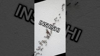 INSHISHIOdorous house ants Ibintu 5 wamenya animalfacts insects inyamaswa [upl. by Heman53]