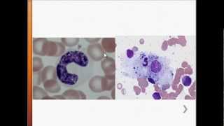 USMLE Immunology  Macrophages  Overview [upl. by Limay]