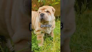 Spread Love with Adorable Shar Pei Puppies [upl. by Ytsirhc]