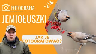 Fotografuję jemiołuszki Cierpliwość w fotografii przyrody [upl. by Nuhsal]