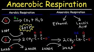 Aerobic vs Anaerobic Respiration  Lactic Acid and Ethanol Fermentation [upl. by Brubaker]