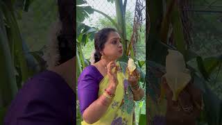 Happy gardening 🌻🌻🌻 seetha villagechef cooking delicious food chefrecipes recipe yummy [upl. by Whang]