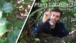 Introduction to Plant Identification  Plant Anatomy  Plant ID Part 1 [upl. by Ann]