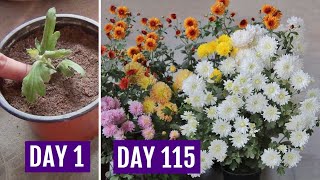 Grow Chrysanthemum in 4 Inch Pot amp Get HEAVY Flowering [upl. by Eiramrebma]