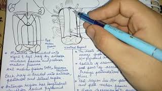 External Features of Medulla Oblongata [upl. by Iphigenia]