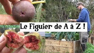 Le Figuier de A à Z presque [upl. by Roddy]