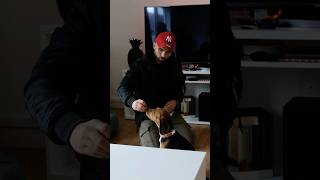 Comment apprendre le assis à mon chien [upl. by Aramenta]