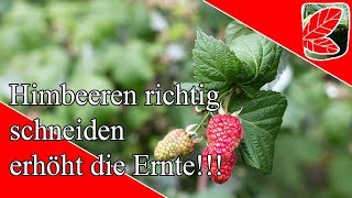 Himbeeren richtig schneiden erhöht die Ernte [upl. by Caylor]