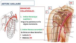 Vascularisation du membre thoracique [upl. by Ativoj612]