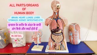 FullVideo➡️All Parts  Organs of Human Body  इंसान के शरीर के सभी अंग अंदर से कैसे और कहाँ होते हैं [upl. by Rachael]