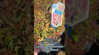 바위남천 컬러 다이아몬드 Leucothoe fontanesiana Color Diamond [upl. by Tareyn]