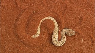 Terrifying The Venomous Sidewinder Snake Slithers at 18 MPH [upl. by Maxy]