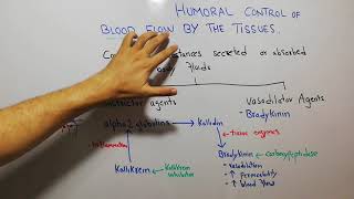 CVS physiology 111 Bradykinin kallikrein kinin and kallidin system vasodilator agents [upl. by Krissy865]