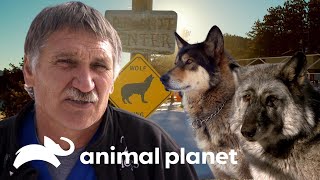 ¡Día de cuidados y atención veterinaria para lobos salvajes  Dr Jeff Veterinario  Animal Planet [upl. by Ahseram]