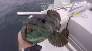 How to easily find and catch a Lingcod [upl. by Akena]