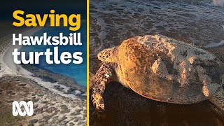 Turtles of the Dampier Archipelago need wider investigations by scientists  ABC Australia [upl. by Ananna]