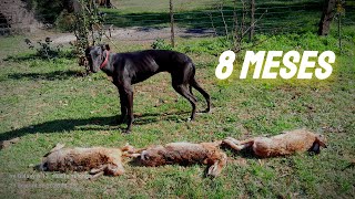 GALGOS VS LIEBRES 2023🇦🇷MANO A MANO  MESSI CON 8 MESES [upl. by Anaher79]