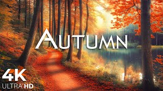 Enchanting Autumn Forests with Beautiful Piano Music🍁4K Autumn Ambience amp Fall Foliage 29 [upl. by Ahseneuq]