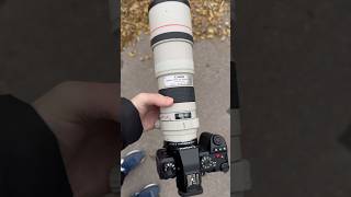 Canon 300mm f4 x Lumix G9II photography nature lumix [upl. by Ettelocin184]