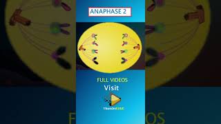 MEIOSIS ANAPHASE 2 GRADE 12 LIFE SCIENCES THUNDEREDUCviral finalexams [upl. by Eimas]