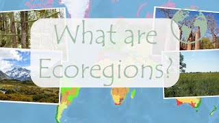 What are Ecoregions [upl. by Auhel477]