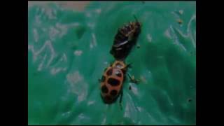 Ladybug Emerging from Pupal Stage [upl. by Talbot]