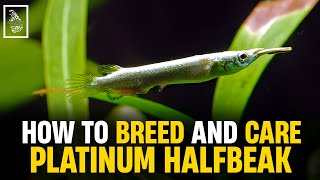 Expert Tips for Breeding Platinum Halfbeaks  Serendib Aquatics  Halfbeak Breeding amp Caring Guide [upl. by Audry940]