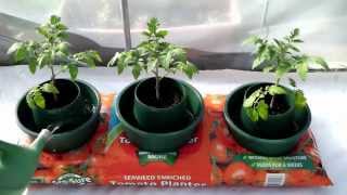 Sow Along Planting Tomatoes in a Grow Bag  Week 9 [upl. by Valsimot]