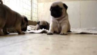 mops pug puppies 30 days old [upl. by Love]