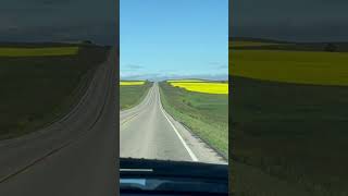 Canola Fields in North Dakota shorts [upl. by Saalocin577]